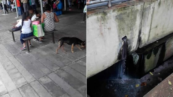 Chiens errants, WC qui débordent…Quand tout va à vau-l’eau au marché de Flacq