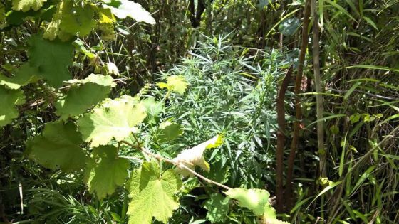 À Plaine-Champagne : du gandia valant Rs 2,5 M déraciné