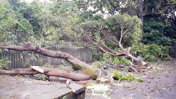 Dans la cour d’une école gouvernementale : on abat des arbres qui procuraient de l’ombre
