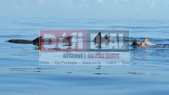 Filao Vacances : à la rencontre des dauphins