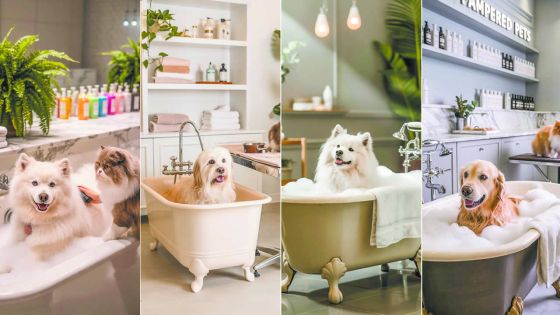 Bientôt un spa pour chiens signé PetStore : Ismaël Gunga mise sur le bien-être animal à Maurice