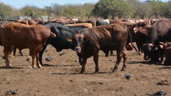 Approvisionnement : l’importation de bœufs par avion de nouveau envisagée