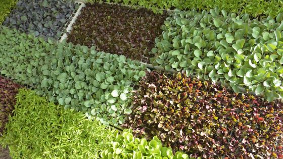 Production et consommation : Maurice peut-il être autosuffisant en produits agricoles ?