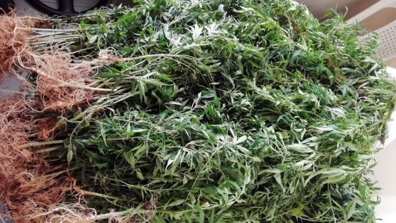 En 24 heures : saisie de Rs 414 540 de cannabis