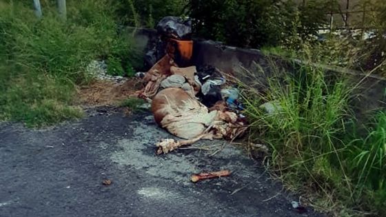 À La Citadelle : des carcasses d’animaux incommodent les habitants