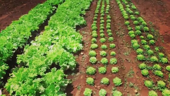 Conflit russo-ukrainien : la sécurité alimentaire à Maurice est-elle menacée ? 