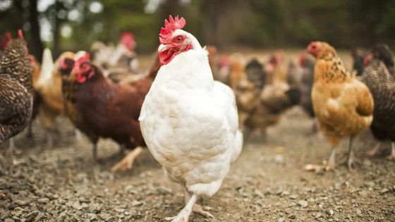 Poulailler contaminé : Abdool dénonce l’indifférence des autorités