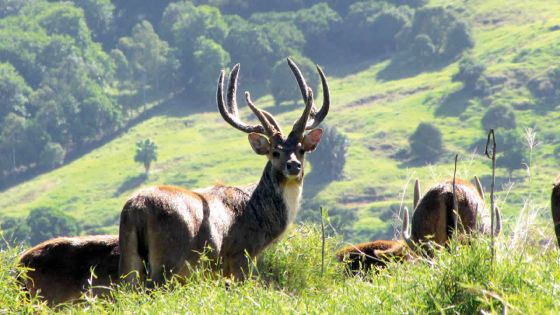 Saison de chasse - Viande de cerf : une production entre 430 et 450 tonnes attendue