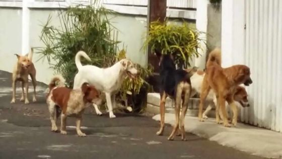 Halte aux chiens errants