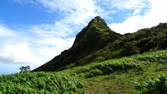 Montagne du Pouce : découverte d’une vaste culture de cannabis