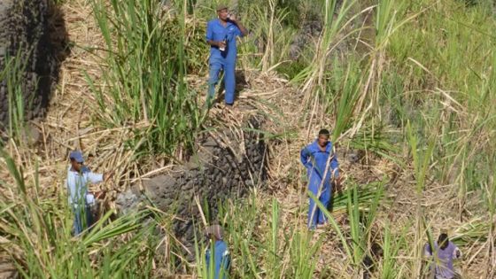 Canne à sucre : le SIT étudie les perspectives d’investissement en Afrique