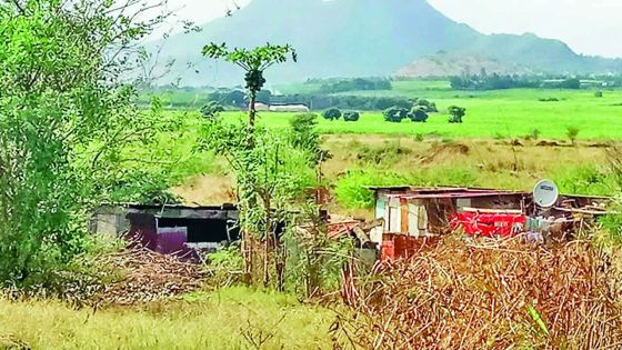 Albion : un élevage clandestin de porcs dérange le voisinage