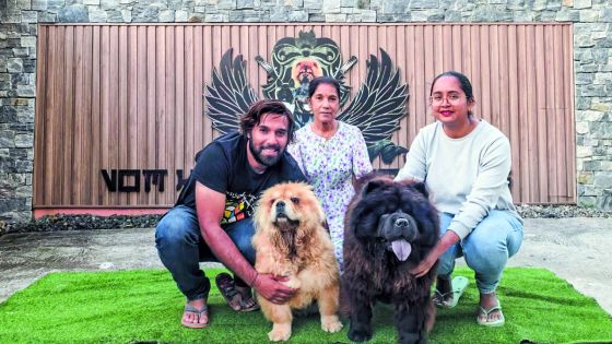 Premiers Chow Chow de l’île : la naissance d’un héritage