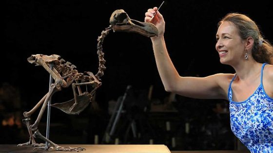 Patrimoine : Quand le squelette du dodo fait grincer des dents !