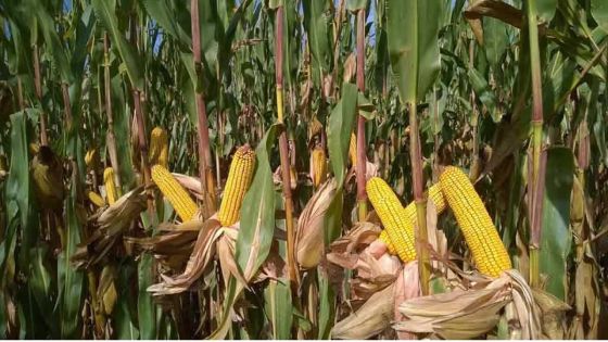 Rodrigues : elle attend depuis décembre 2018 la compensation pour ses récoltes