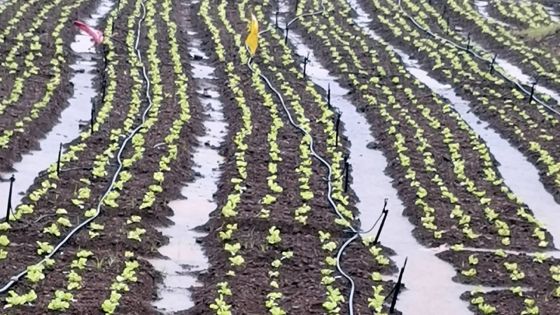 Production vivrière : après le passage du cyclone, l’étendue des dégâts connue dans quelques jours