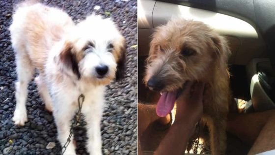 Plusieurs cas d’empoisonnement : un tueur de chiens sévit à Triolet