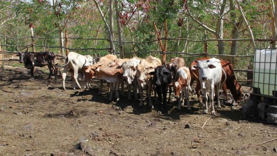 Importation d’animaux de Rodrigues : le protocole d’interdiction de trois ans pas respecté