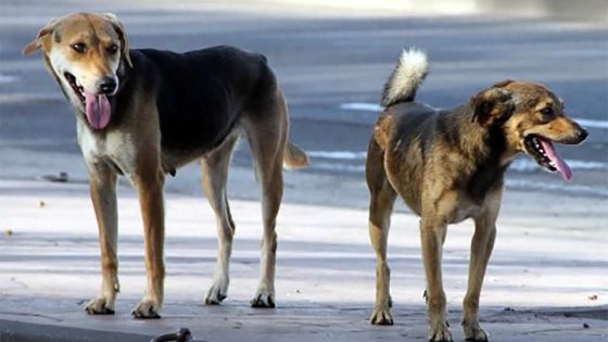 Guerre de voisinage : en rentrant chez eux, ils rencontrent des chiens enragés 