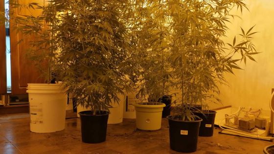 Culture de cannabis en intérieur à Pointe-aux-Sables : la drogue d’une valeur de Rs 200 000 récupérée chez un soudeur