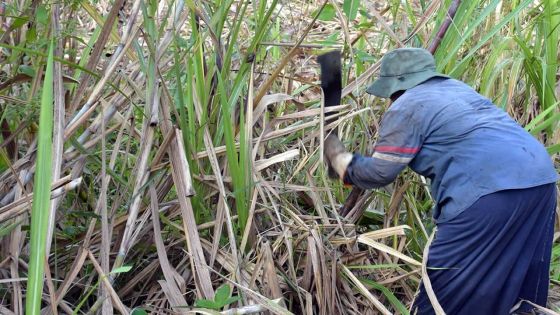 Erreur volontaire ? : le SIFB accusé d’avoir boycotté la compensation des planteurs