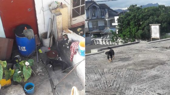 À Phoenix : des chiens posent problème