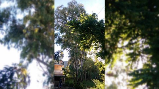 Abattage des arbres : n’est-il pas temps de modifier la loi ?