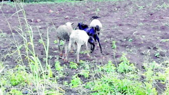 Vols de bétail depuis 6 mois : leur enclos a reçu la visite de voleurs à 4 reprises