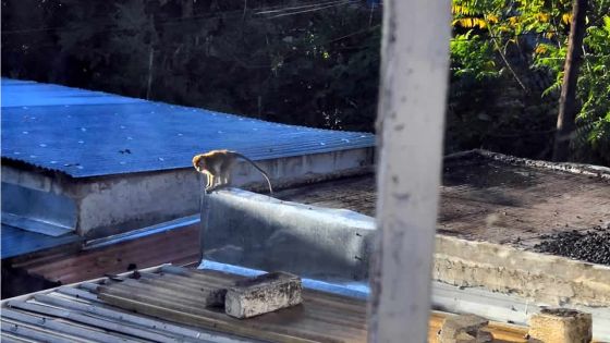 À Stanley, Rose-Hill : des habitants lancent un appel aux autorités pour capturer un singe