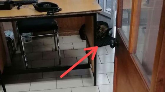 Des chiens errants devant le poste de police d’Abercrombie