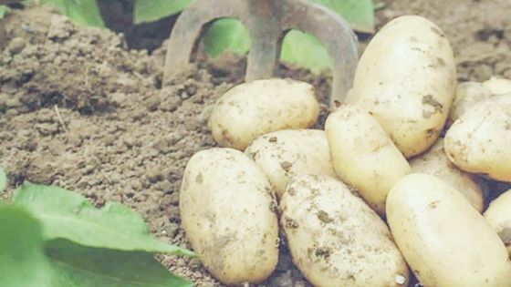 Agriculture - Pomme de terre : les planteurs ont perdu Rs 11 millions entre 2019 et 2020
