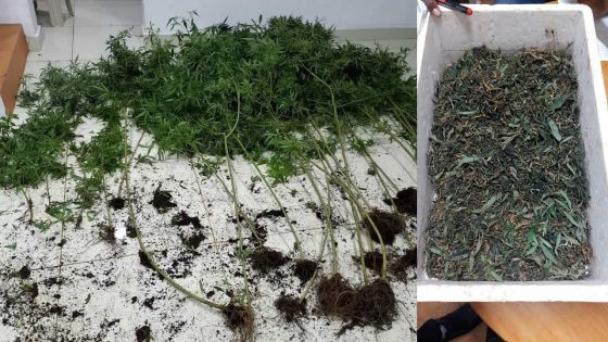 À Crève-Cœur : un chef pompier convertit deux étages de sa maison en culture de cannabis 