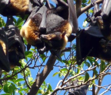 Chauves-souris: début de l’opération d’abattage