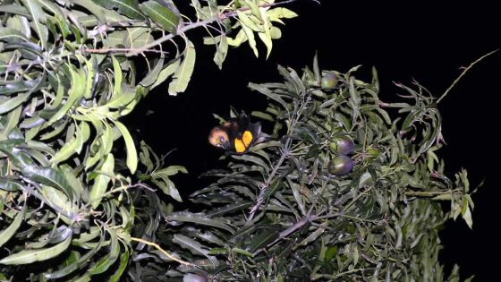 Dr Vikash Tatayah: «Les chauves-souris sont vitaux pour l’écosystème»