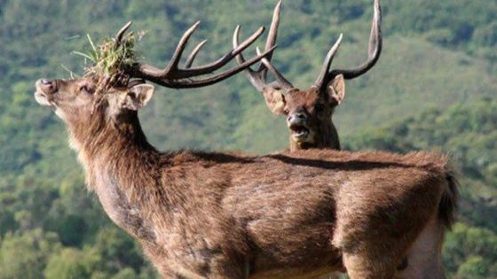 Faute d’avertissement d’usage : les accusations contre 3 chasseurs rayées