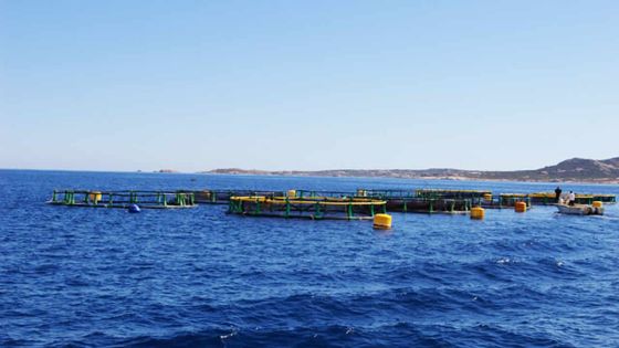 Production à échelle industrielle : la première ferme d’huîtres de Maurice en chantier
