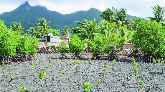 Pollution : la mangrove de Mahébourg souillée après les inondations