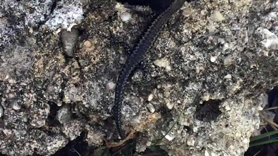 Incivisme : une vague de pollution sur nos îlots interpelle