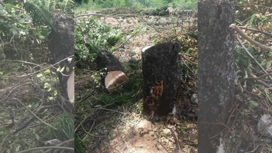 Terres de l’État à Pereybère : controverse autour de la construction d’une Guest-House