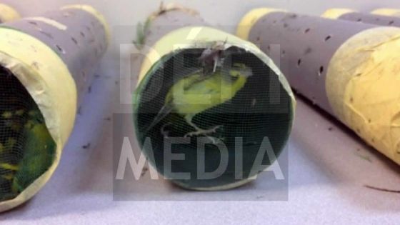 Arrêtés avec 350 oiseaux dans leurs valises : 2 réunionnais inculpés d’exportation illégale