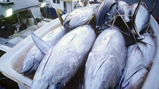 Armé du vote de l’ONU sur les Chagos : Maurice entend expulser le Royaume-Uni de la Commission thonière de l’océan Indien