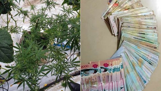 Dans la serre d’un planteur : deux plants de gandia et Rs 126 600 saisis 