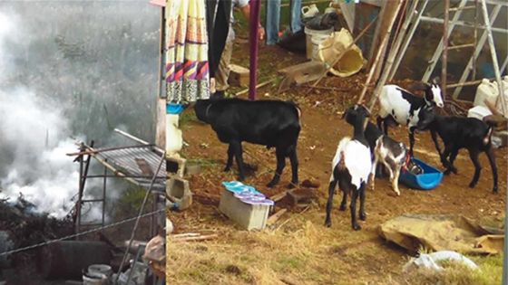 À New Grove : son voisin élève des cabris en pleine zone résidentielle