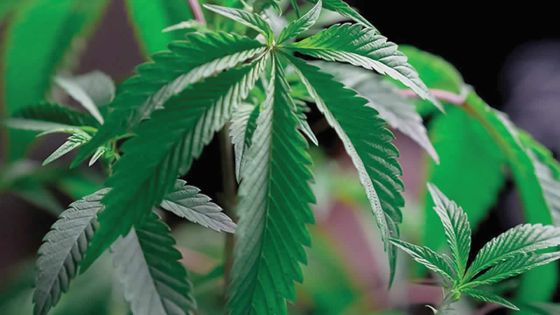 Ils seront jugés ce vendredi : deux Réunionnais arrêtés pour trafic de zamal avec Maurice