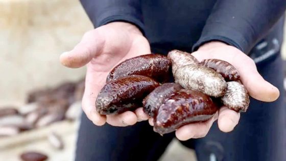 Pêche - Concombres de mer : moratoire de six ans pour préserver l’écosystème marin