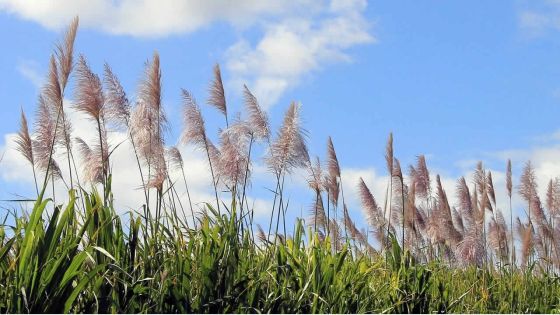 Culture de canne : des terrains inutilisés seront réalloués