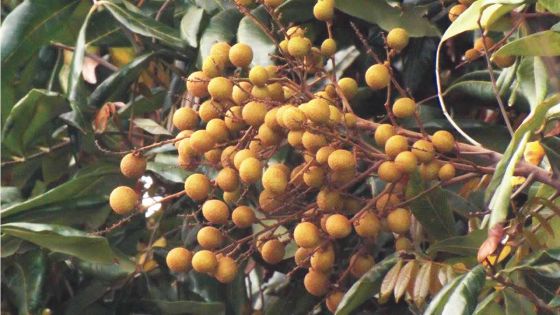 Longanes : Rs 480 le kilo