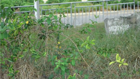 Environnement : l’entretien des bas-côtés de la route M2 