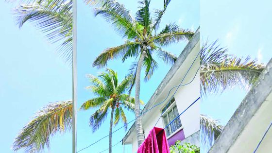 Problème de voisinage : le propriétaire ne veut pas élaguer ses cocotiers