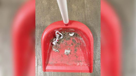 En quarantaine à Pointe-aux-Piments - Dr Sheriff Mahaboob : « Il y a des cafards et de la fiente de pigeons » 